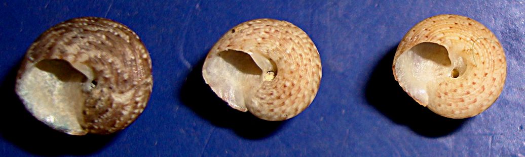 Gibbula da identificare